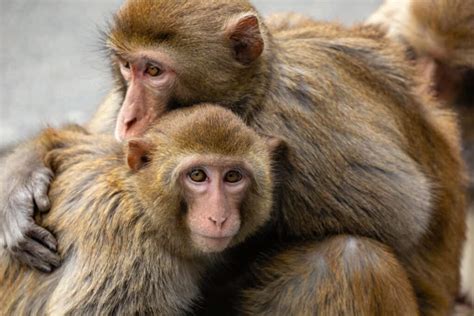Florida Authorities Warn Residents To Avoid Monkeys Spotted In Towns
