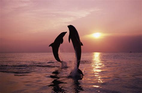 Dolphins Jumping During Sunset Posters And Prints By Corbis