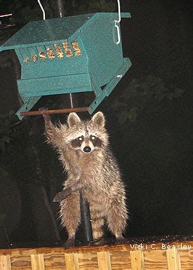 Search a wide range of information from across the web with dailyguides.com. Mother Nature's Late Show: 9 Tips for Watching Wildlife at ...