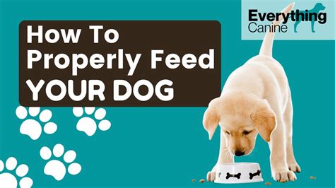 How To Feed Your Dog The Proper Way To Feed Your Dog Youtube