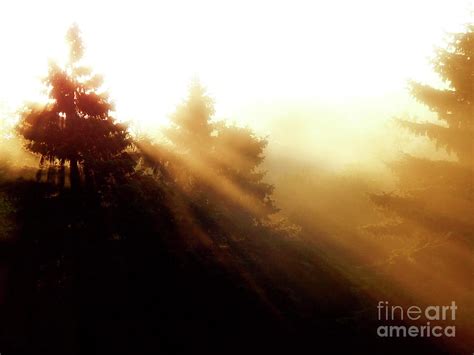 Sunrise Behind Pine Trees Photograph By Phil Perkins Fine Art America