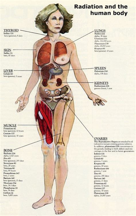 Medically reviewed by the healthline medical network — written by the healthline editorial team. 11 best Anatomy images on Pinterest | Human anatomy, Human ...