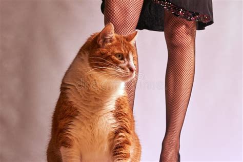 Slender Woman Legs Ginger Cat Stock Photos Free Royalty Free Stock