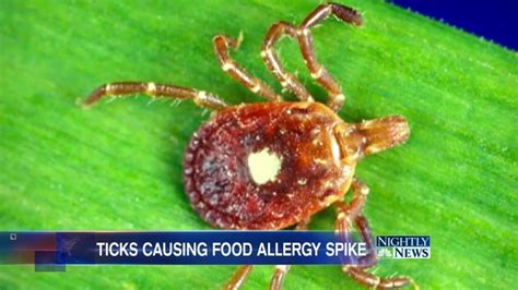 Cameliapr Tick Bite Linked To Rise In Red Meat Allergies Why Now