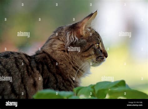 Norwegian Forest Cat Kitten Close Up Cat Has Straight Profile Line As
