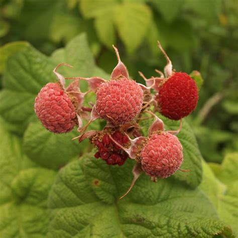 Try these strawberry companion plants for the best harvest ever. Thimbleberry - Nature Companion