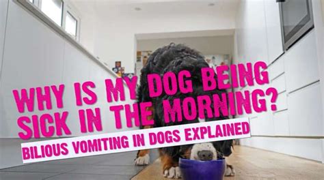 Why Does My Dog Throw Up In The Morning Why Some Dogs Have Morning