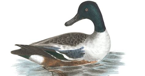 If you've never draw a duck before, you can start with the easy method and move onto the harder ones to impress your friends with your new drawing skills. Duck Clip Art ~ Karen's Whimsy