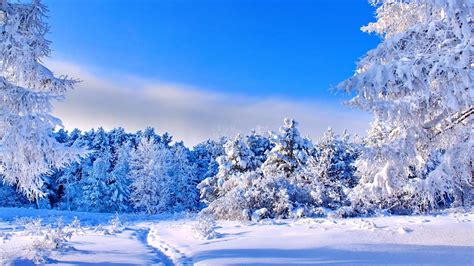Forest Snow Mountains Nature Trees Sky Winter Coolwallpapersme