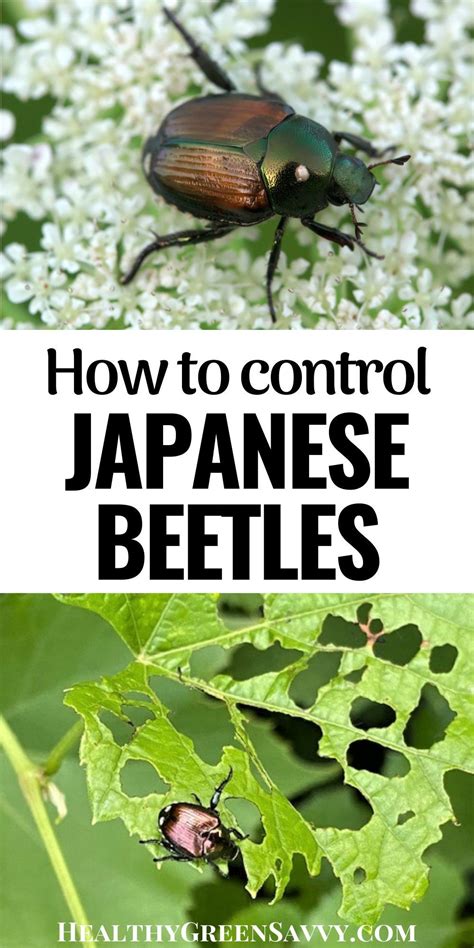 How To Get Rid Of Japanese Beetles Before They Destroy Your Garden