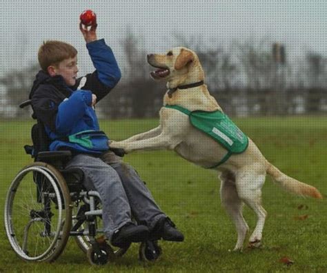 ⊛ 10 Mejores Perros Para Niños Con Discapacidades 【actualizado】