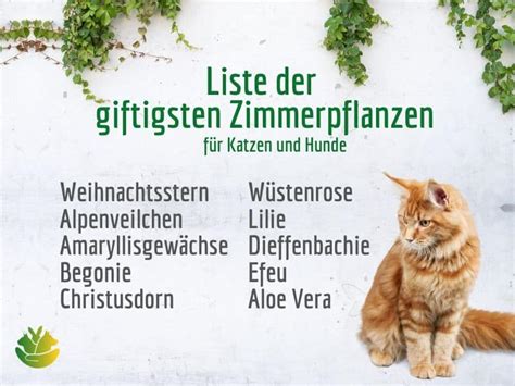 Warum knabbern katzen pflanzen an? Giftige Pflanzen für Katzen & Hunde, die du als ...