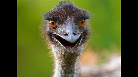 Emu Facts Youtube
