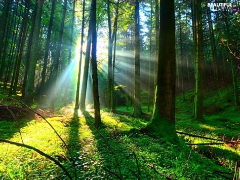 Forest Rays Of The Sun Beautiful Views Wallpapers 1920x1282