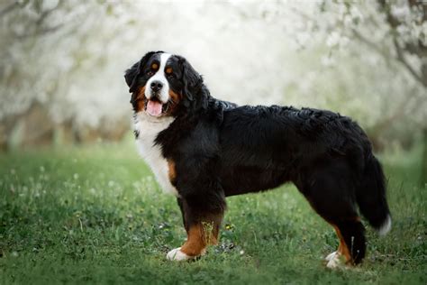 Swiss Dog Breeds The Smart Dog Guide