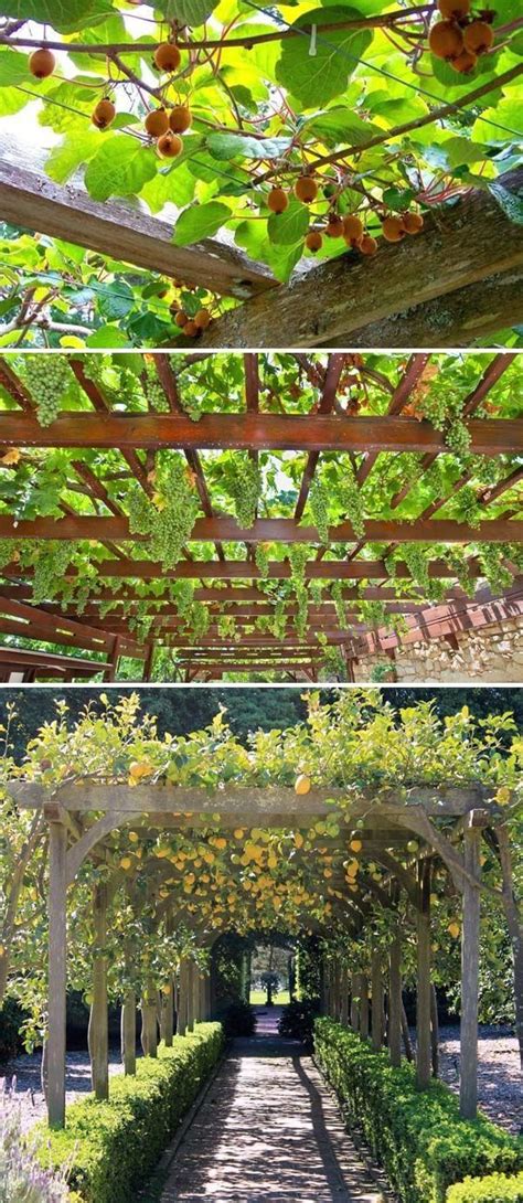 A small yard can still be a great space for some fruit trees. Fruit tree(Grape, Kiwi, Lemon) pergola will not just offer ...