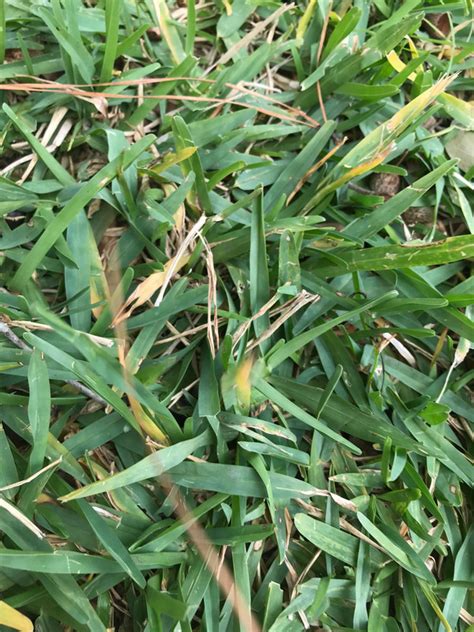 Yellowing Showing Up All Over Backyard St Augustine Lawn Care Forum