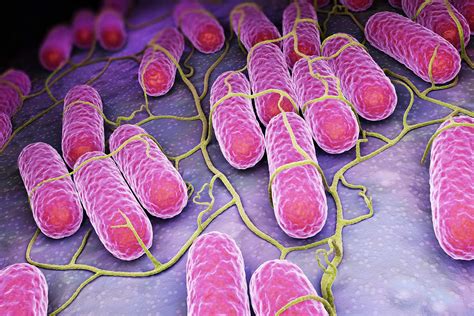 Learn more about salmonella causes, symptoms, complications, treatment, and prevention. What to Know About Salmonella