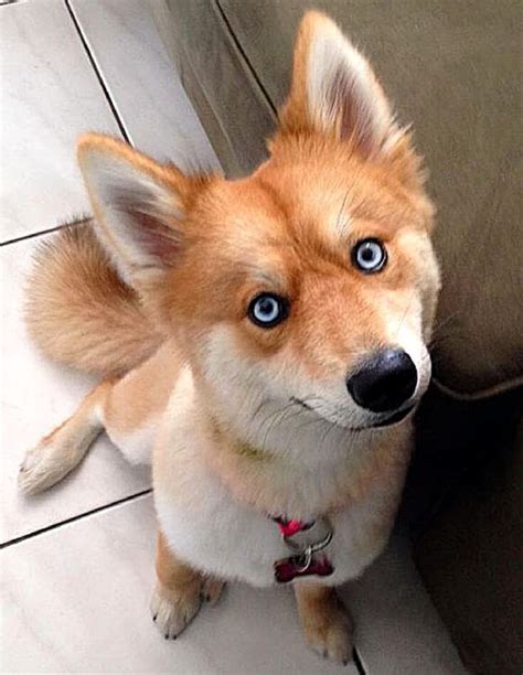 21 Cute And Unique Dog Cross Breeds You Need To Know About Husky