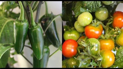 Growing Tomatoes And Peppers Indoors Aerogarden Seed To Harvest