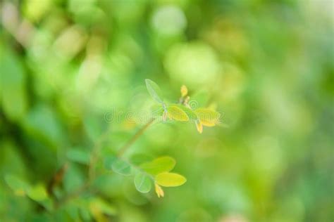 Closeup Nature View Of Green Leaf On Blurred Greenery Background In