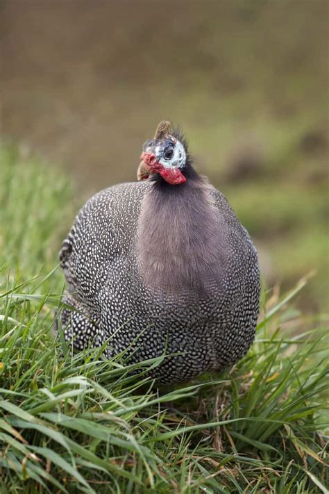 Raising Guinea Fowl Your Comprehensive Guide For Success Heritage