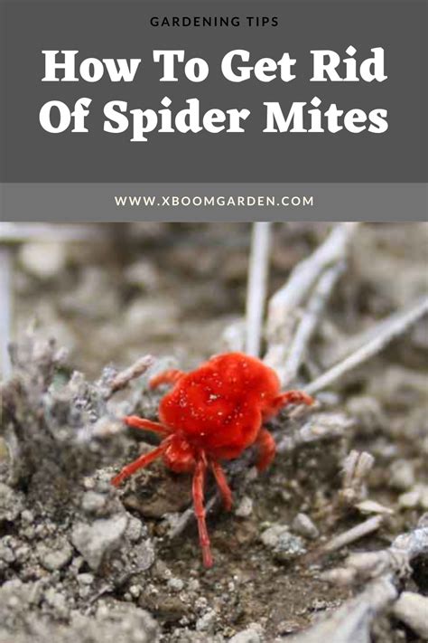 Then wash the area with warm water and soap, according to mayo clinic. How To Get Rid Of Spider Mites | Spider mites, Gardening ...