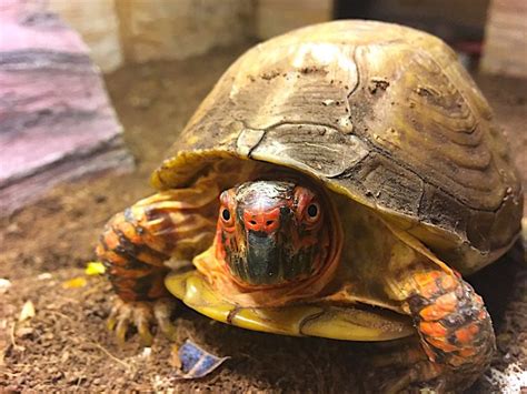 Eastern Box Turtle Care How To Keep Your Turtle Happy And Healthy Petful