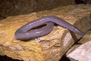 القطة السوداء في المنزل في المنام. Adventist Youth Honors Answer Book/Nature/Amphibians ...