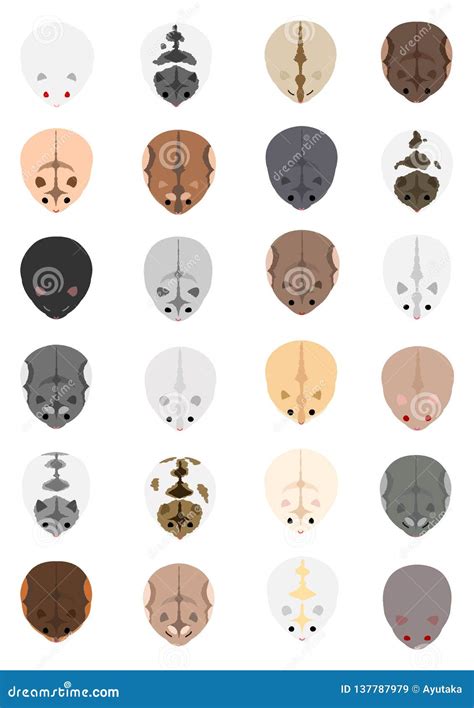 Color Variation Of Dwarf Hamsters Stock Vector Illustration Of Coat