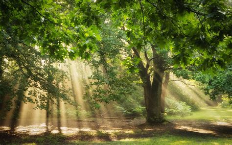 X Resolution Green And Brown Tree Painting Nature Trees Sunlight Sun Rays HD