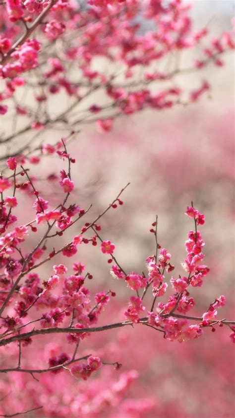 20 Outstanding Spring Wallpaper For Iphone You Can Get It For Free