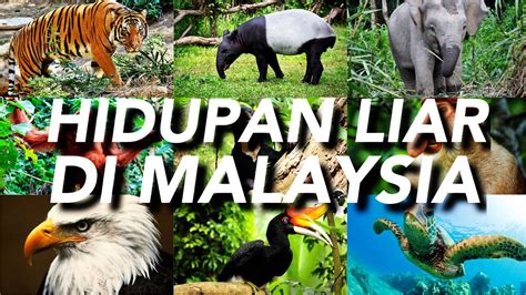 Video ini menjelaskan tentang spesies hidupan liar yang semakin terancam di malaysia iaitu malayan gaur ataupun nama. HIDUPAN LIAR DI MALAYSIA - YouTube