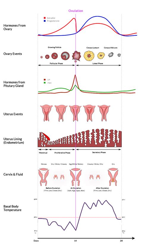 Find stockbilleder af woman pregnancy diagram detailed female body i hd og millionvis af andre royaltyfri stockbilleder, illustrationer og vektorer i shutterstocks samling. What Happens In Your Body During Ovulation?