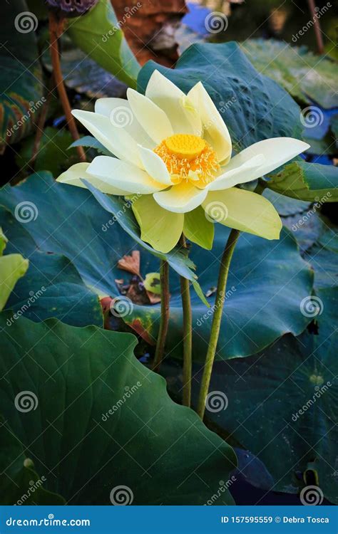 Sacred Lotus White Lily Flower Nelumbo Nucifera Stock Image Image Of