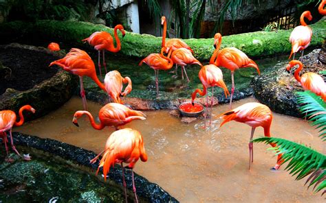 Flamingo Hd Wallpaper Background Image 2560x1600 Id