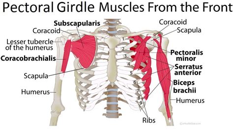 The pectorals, or chest muscles, are so large and prominent that they can't be hidden. Shoulder (pectoral) girdle muscles anatomy: origin, insertion, function. http://ehealthstar.com ...