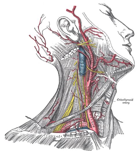 It arises from the bifurcation of the common carotid artery. The Anatomy of the Neck, Part Three: Muscles of the Neck and their Blood Supply