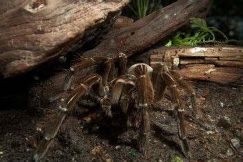 Apesar da aparência assustadora as aranhas caranguejeiras são geralmente calmas e criadas como animais de estimação em muitos países. Aranha Caranguejeira: características, veneno e ...