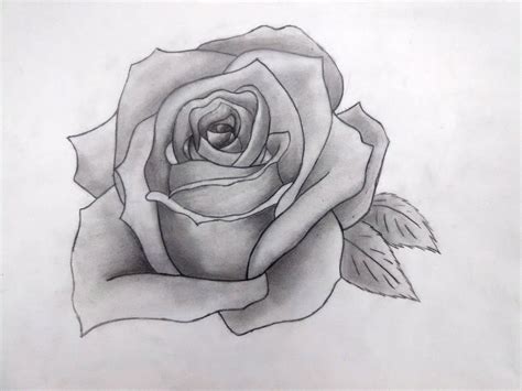Pencil Drawn Rose By Pichumiku3 On Deviantart