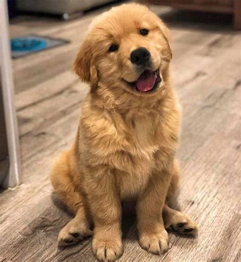 Golden Smile Dogs Golden Retriever Best Dog Names Cute Puppies