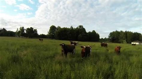 Tbs Discovery Pro Chasing Cows Youtube