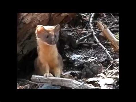 baby weasels youtube