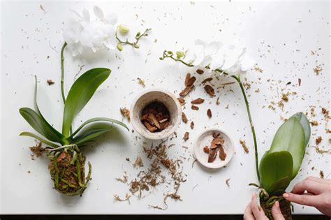 Basically, i had to learn to flask cool growing orchids because there were no cool commercial laboratories available to me. How to Repot an Orchid Step by Step (Without Killing It)