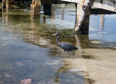 Compare prices of 218 hotels in caye caulker on kayak now. Caye Caulker, Belize | Gallery | Calazan.com
