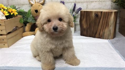 Cream Toy Poodle Ozzy Youtube