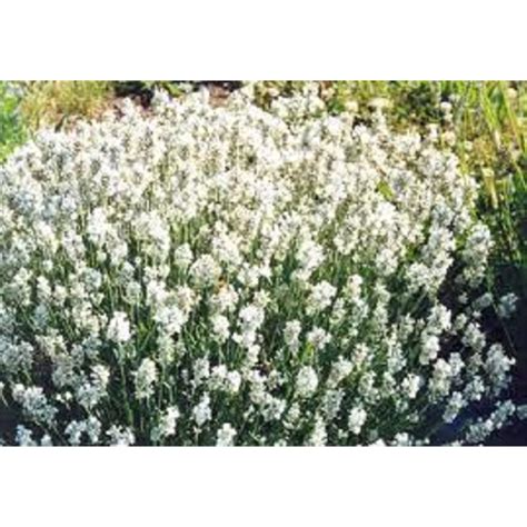 White Lavender Bunnings Lavender Plant