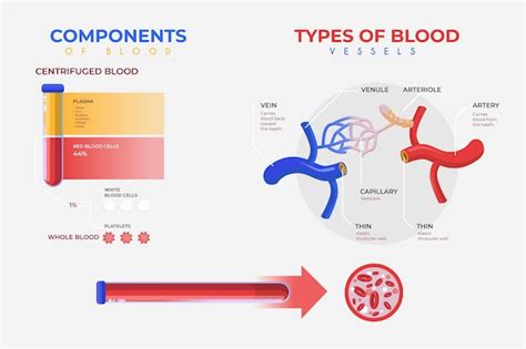 Free Vector Blood Infographic Concept In Flat Design