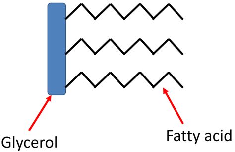 Fatty Acid Key Stage Wiki