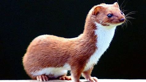 Florida Needs Help In Finding Weasels In Florida Miami Herald
